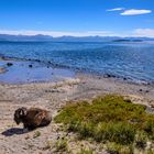 Bisonbulle am Yellowstone Lake, Wyoming, USA