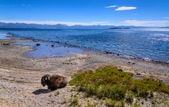 Bisonbulle am Yellowstone Lake, Wyoming, USA