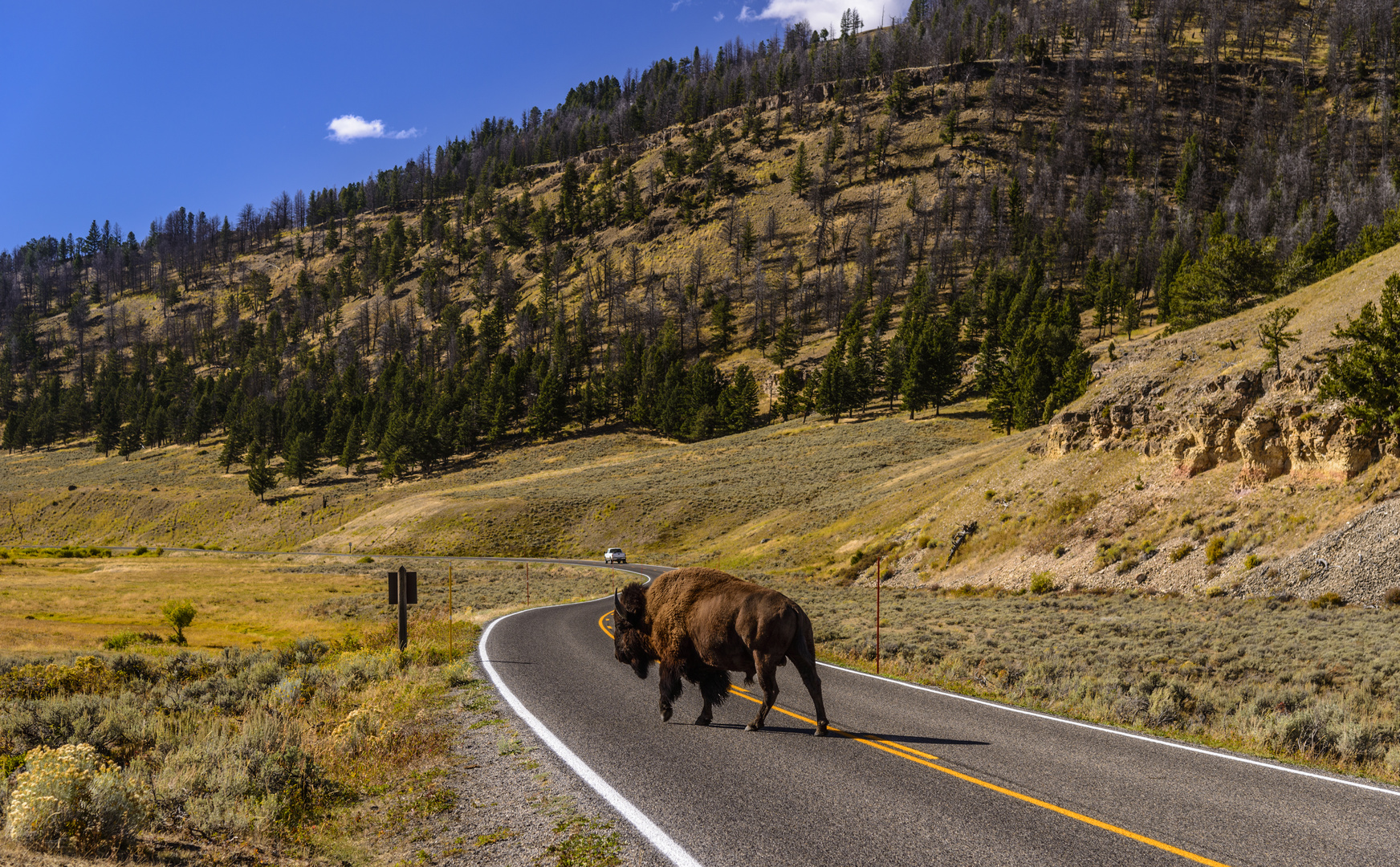 Bisonbulle auf dem Highway 212, Lamar Valley, Wyoming, USA