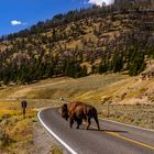 Bisonbulle auf dem Highway 212, Lamar Valley, Wyoming, USA