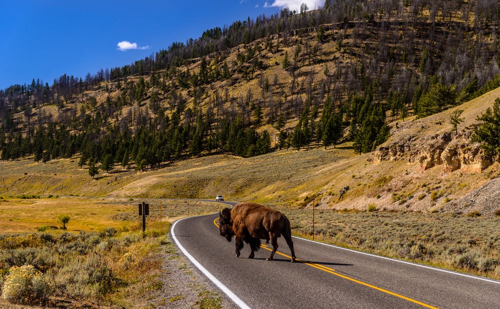 Bisonbulle auf dem Highway 212, Lamar Valley, Wyoming, USA