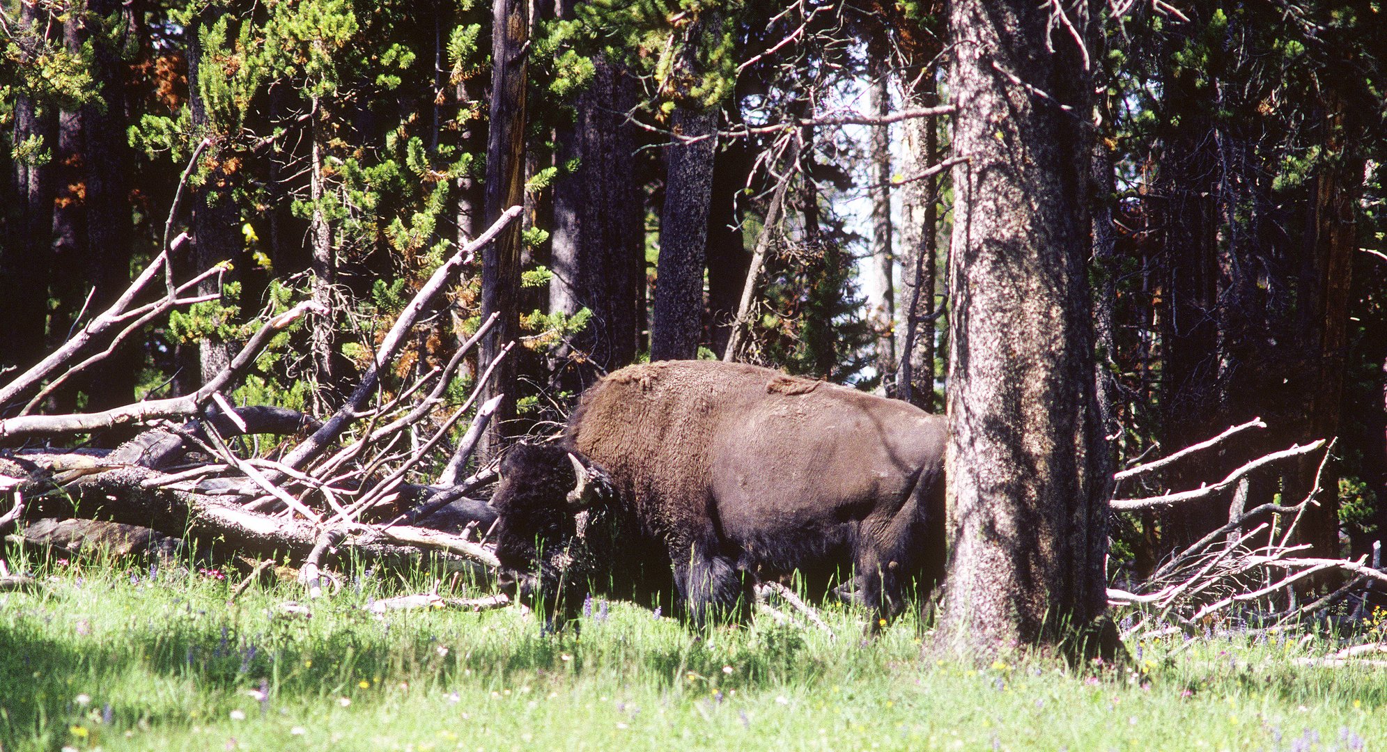 Bisonbulle (Bison bison), Yellowstone National Park...