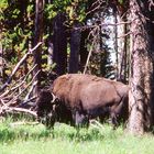 Bisonbulle (Bison bison), Yellowstone National Park...