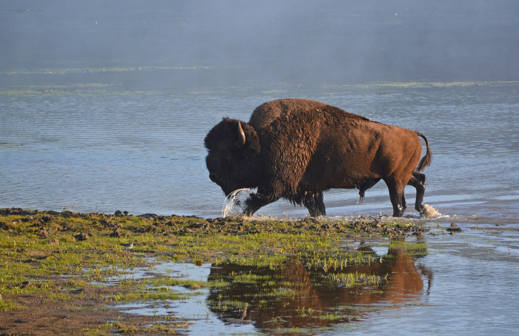 Bisonbulle