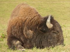 Bisonbulle-Die Ruhe täuscht