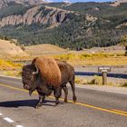 Bisonbulle, Highway 212, Lamar Valley, Wyoming, USA