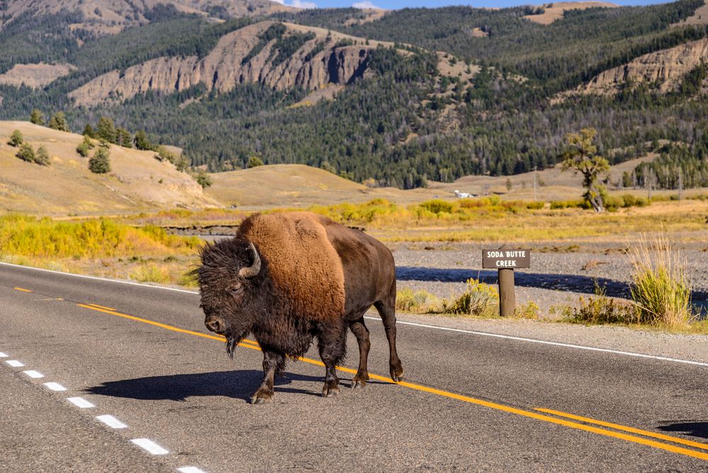 Bisonbulle, Highway 212, Lamar Valley, Wyoming, USA