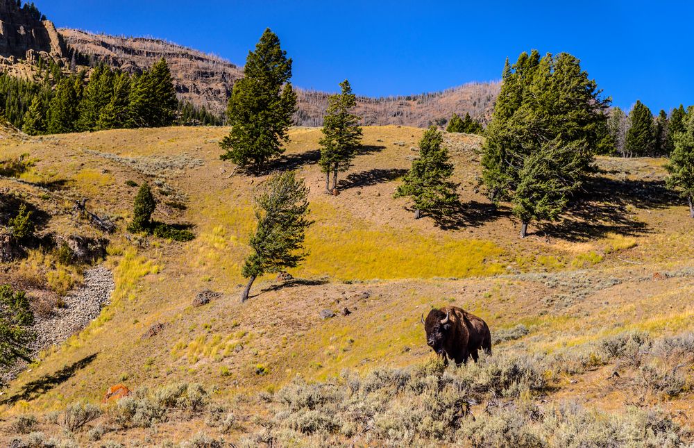 Bisonbulle, Lamar Valley, Wyoming, USA