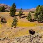 Bisonbulle, Lamar Valley, Wyoming, USA