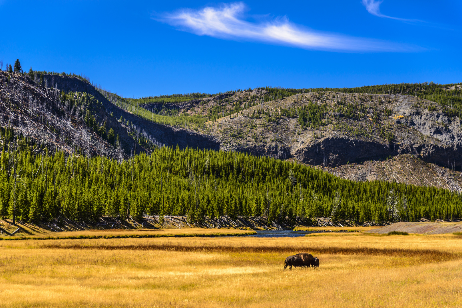 Bisonbulle, Madison River Valley, Wyoming, USA