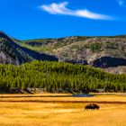 Bisonbulle, Madison River Valley, Wyoming, USA