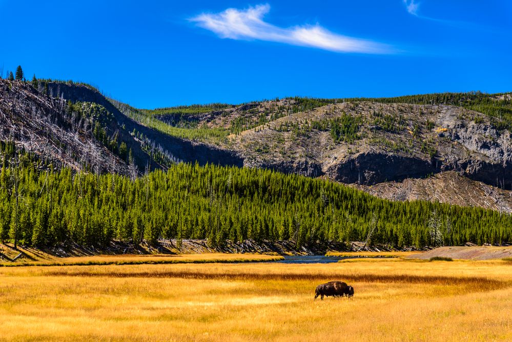 Bisonbulle, Madison River Valley, Wyoming, USA