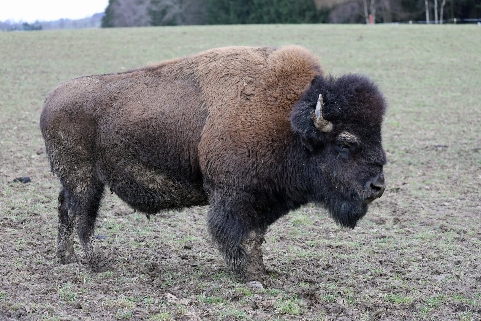 Bisonbulle Ron