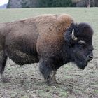 Bisonbulle Ron