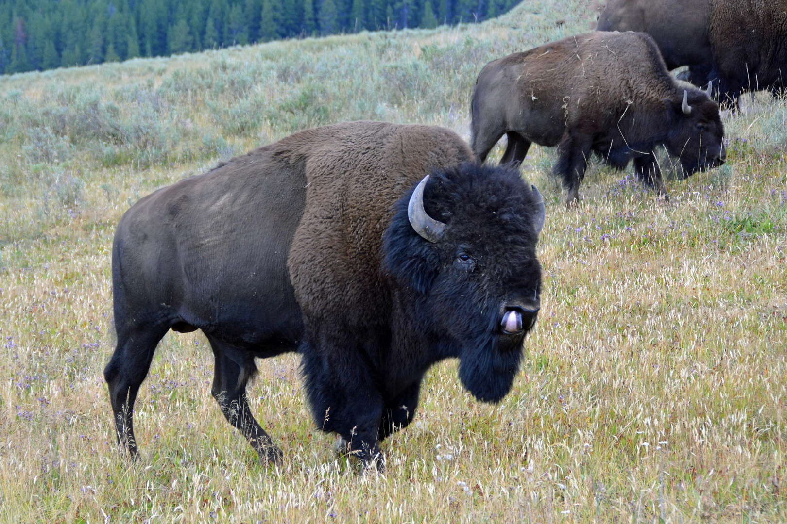 Bisonbulle - Yellowstone NP