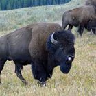 Bisonbulle - Yellowstone NP