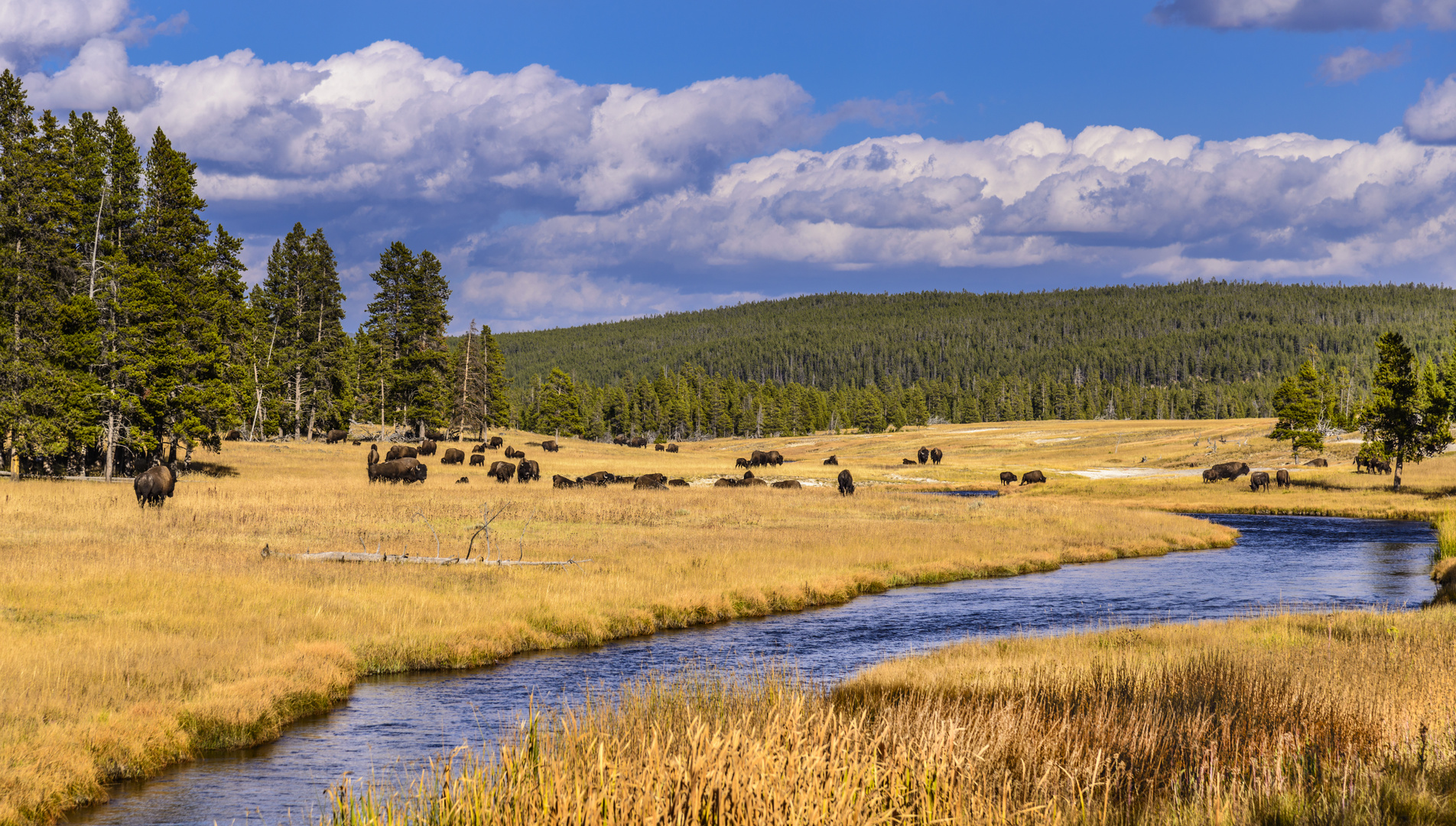 Bisonherde am Nez Perce Creek, Yellowstone NP, Wyoming, USA