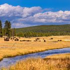 Bisonherde am Nez Perce Creek, Yellowstone NP, Wyoming, USA