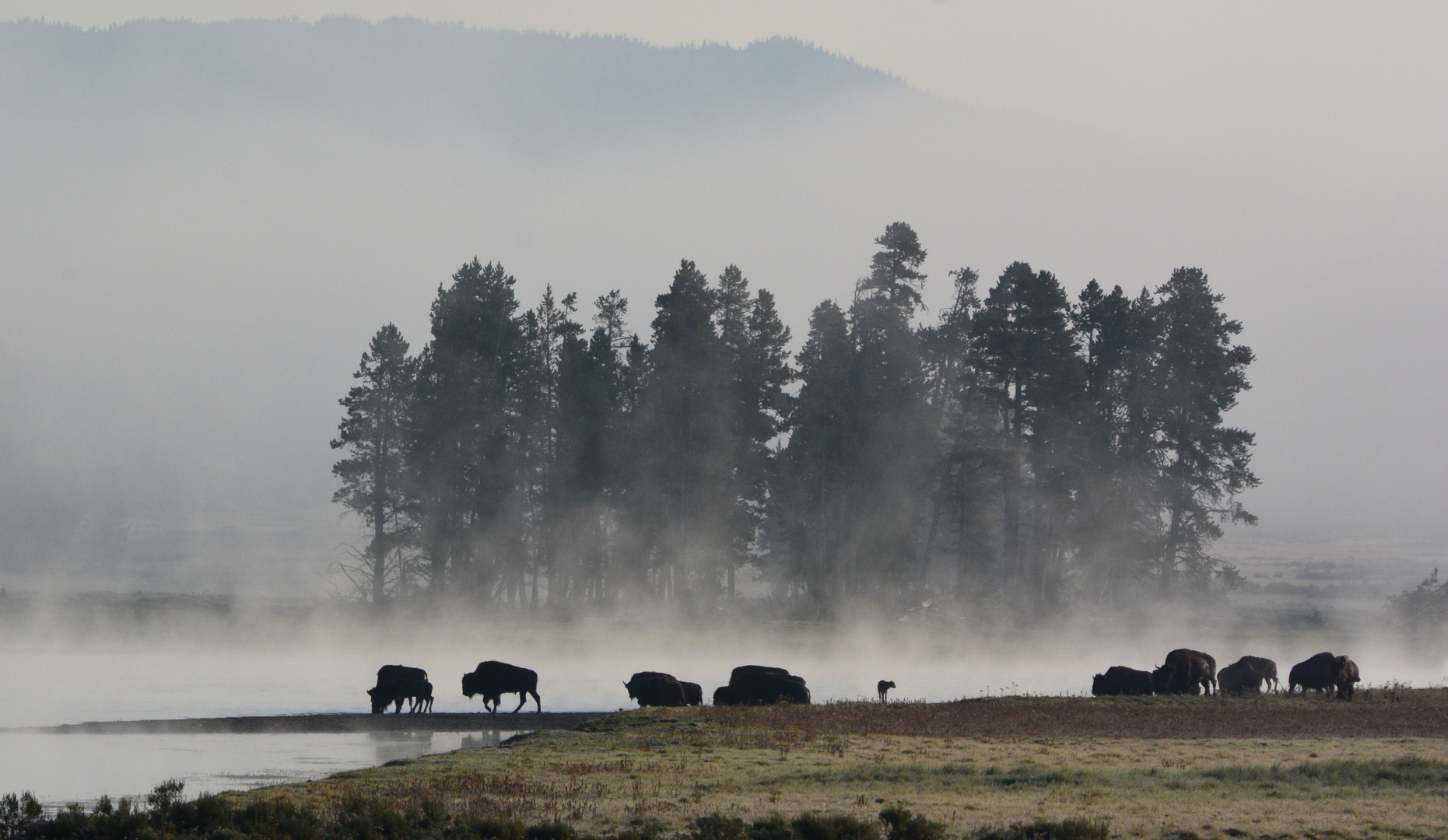 Bisonherde am Yellowstone River