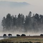 Bisonherde am Yellowstone River