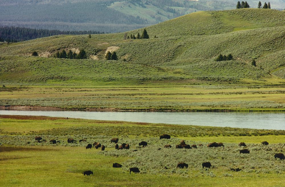 Bisonherde am Yellowstone River, YNP, USA