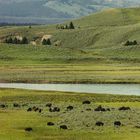 Bisonherde am Yellowstone River, YNP, USA