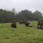 Bisonherde bei trüben November-Wetter 