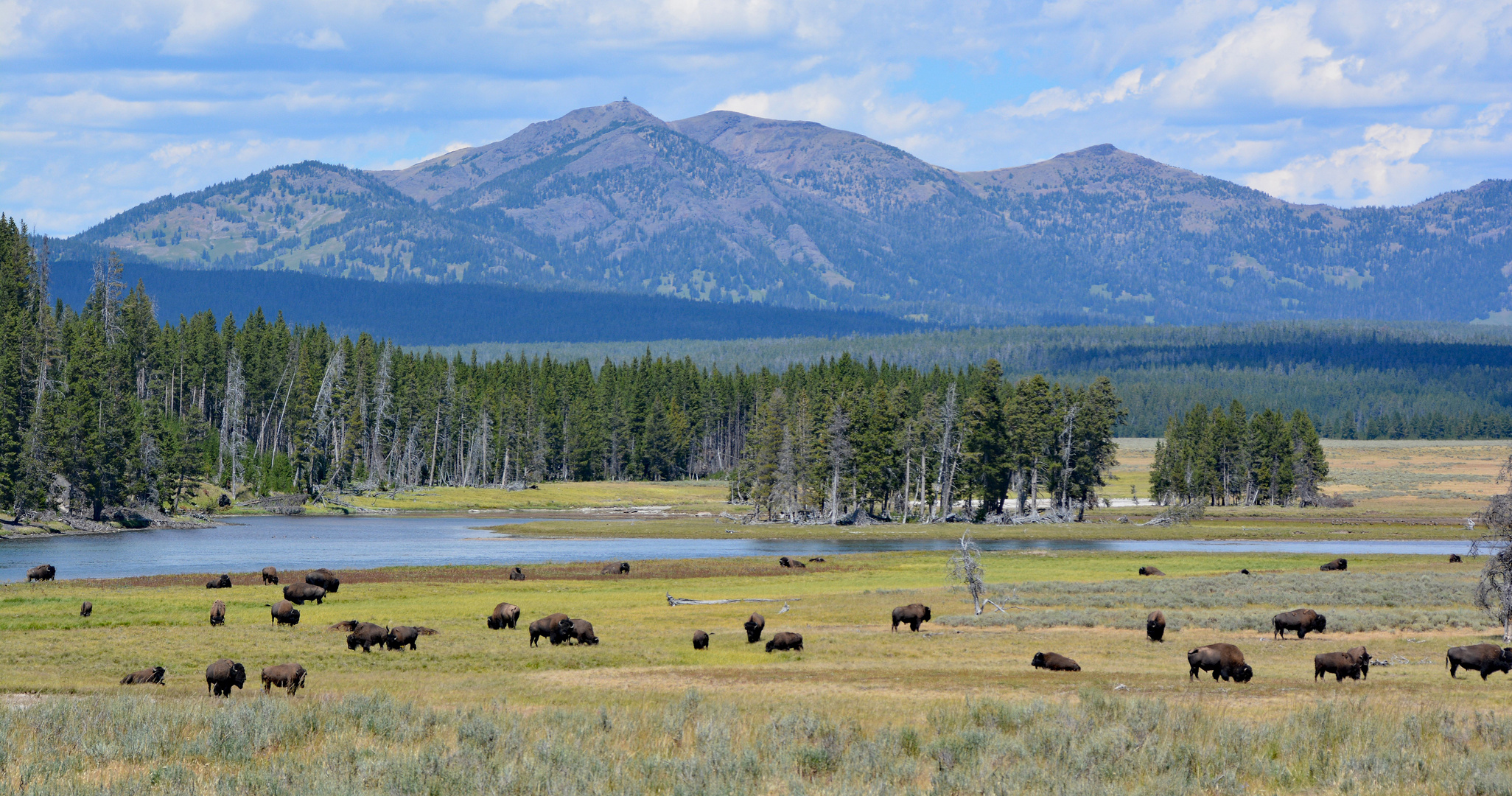 Bisonherde im Hayden Valley - Yellowstone NP