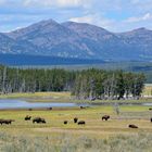 Bisonherde im Hayden Valley - Yellowstone NP