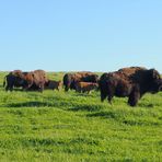 Bisonherde in der oberfränkischen Prärie