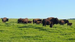 Bisonherde in der oberfränkischen Prärie