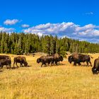 Bisonherde nahe Nez Perce Creek, Yellowstone NP, Wyoming, USA