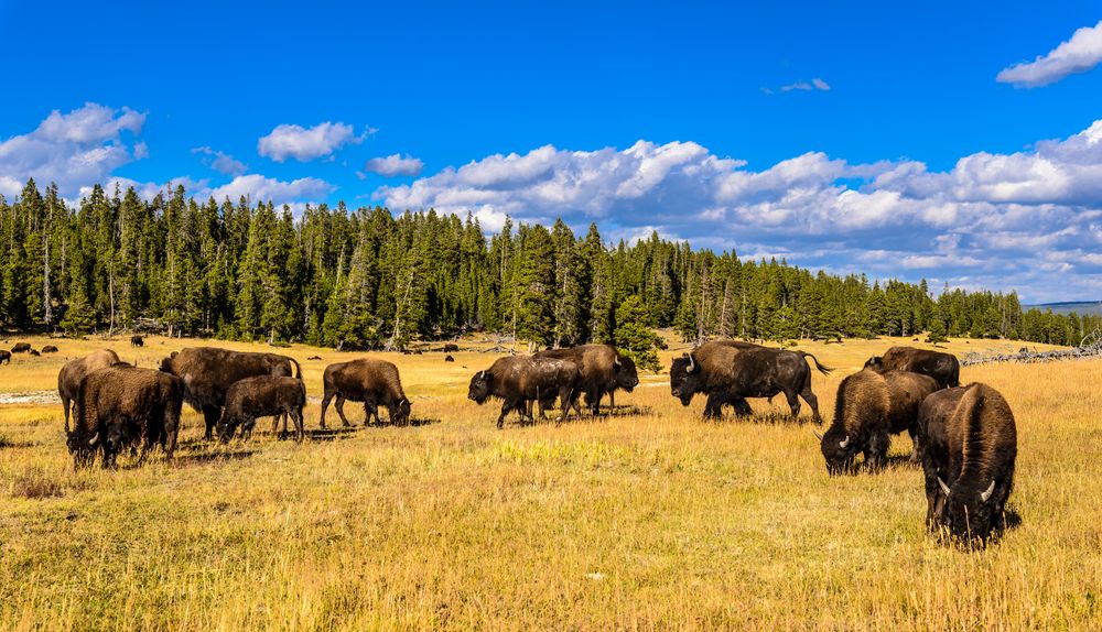 Bisonherde nahe Nez Perce Creek, Yellowstone NP, Wyoming, USA