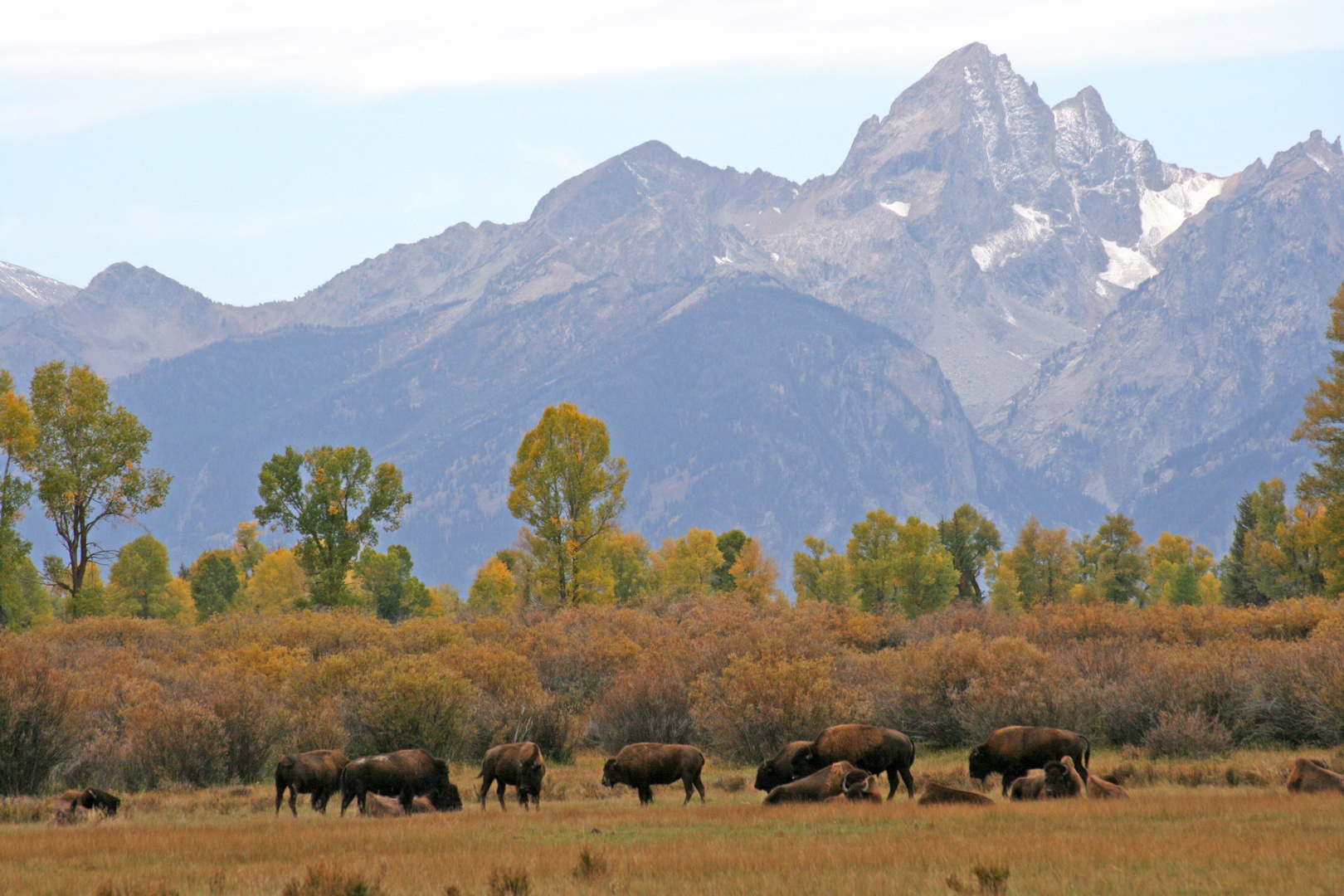 Bisonherde vor Bergkulisse