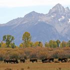 Bisonherde vor Bergkulisse