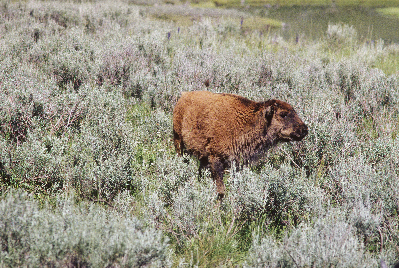 Bisonkalb (Bison bison), Yellowstone National Park...