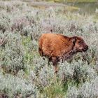 Bisonkalb (Bison bison), Yellowstone National Park...