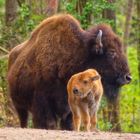 Bison&Kalb