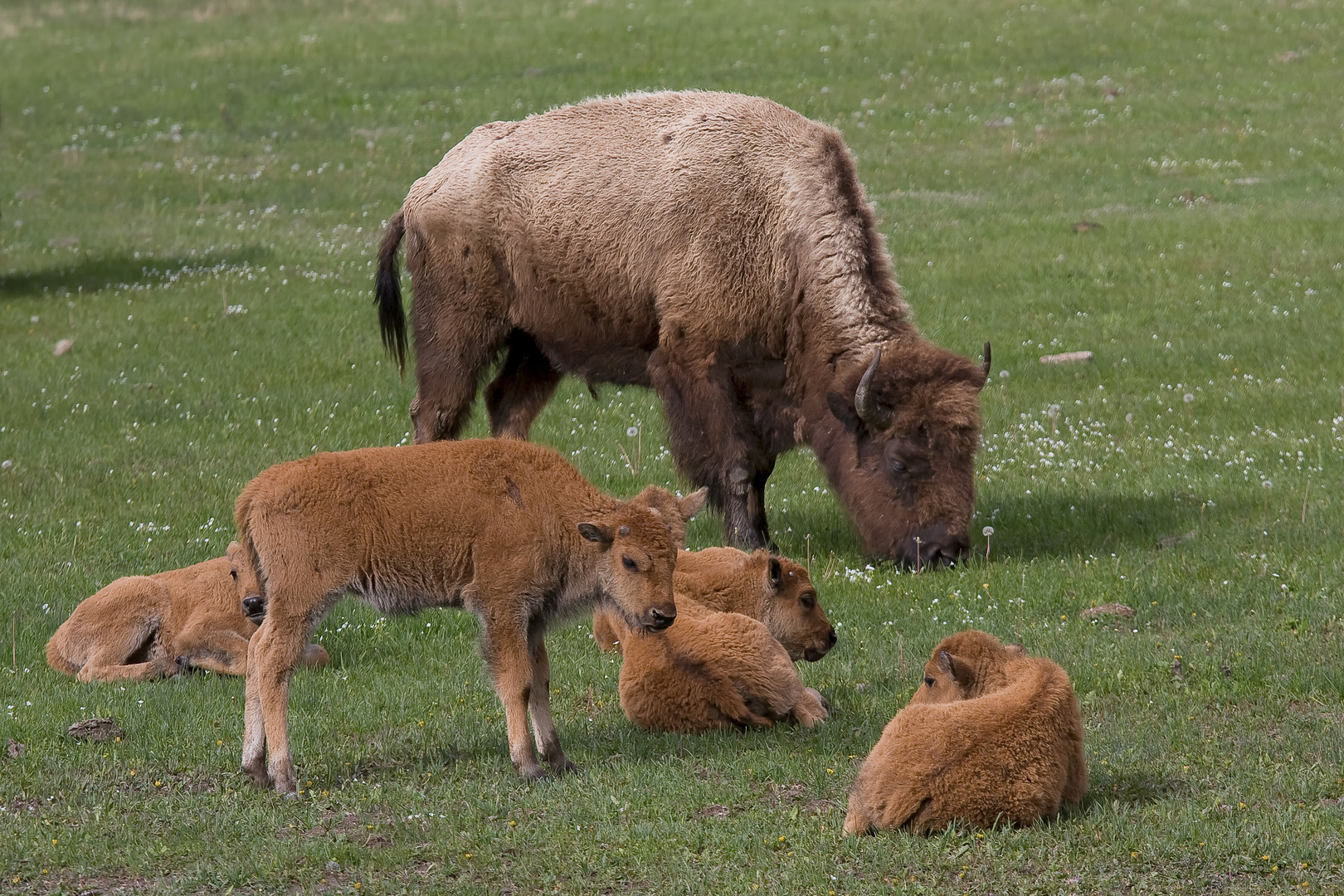 Bisonkindergarten