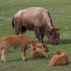 Bisonkindergarten