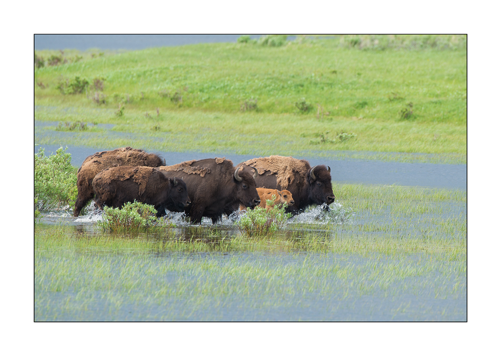 Bisonkühe mit Kälber