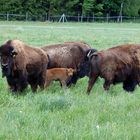 Bisons