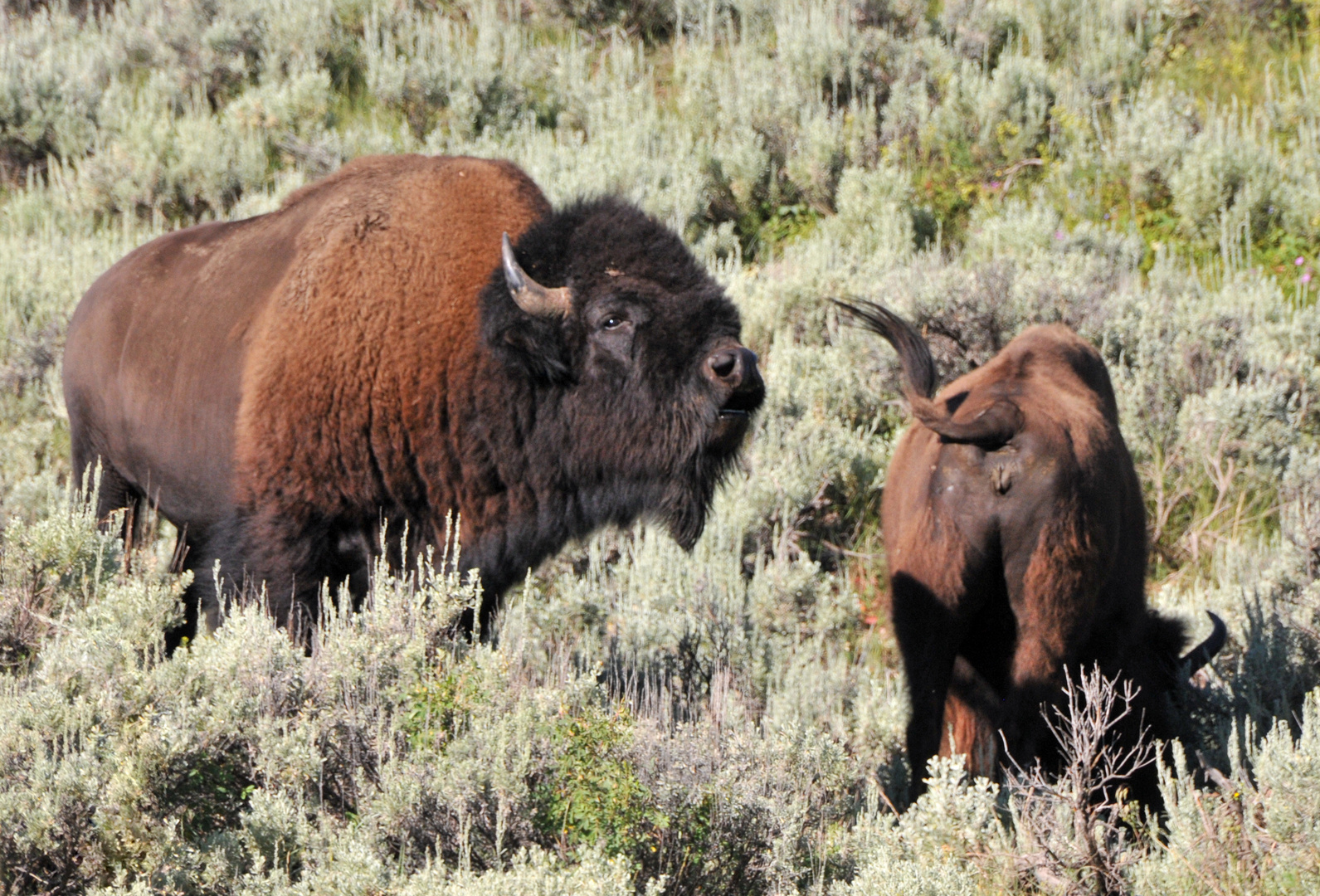 Bisons