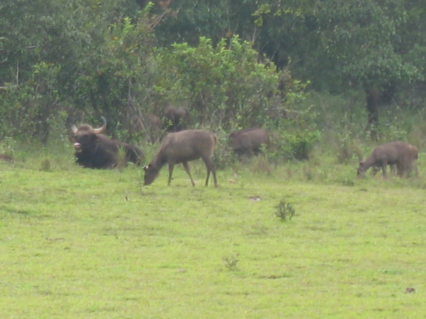 BISONS