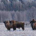 bisons