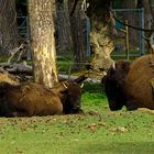 Bisons