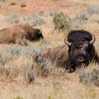 Bisons