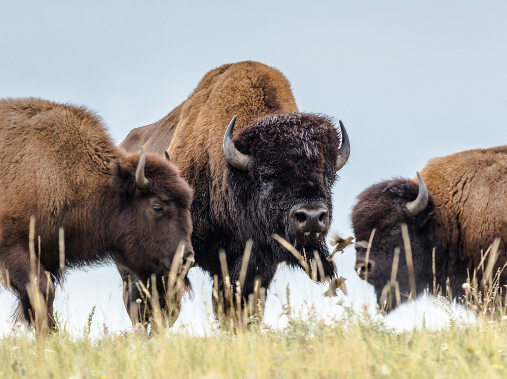 Bisons