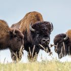 Bisons