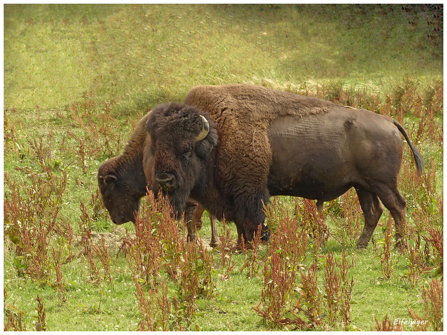 BISONS